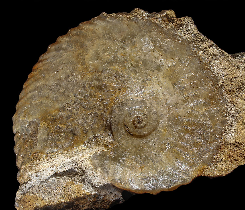 Tragophylloceras sp. 