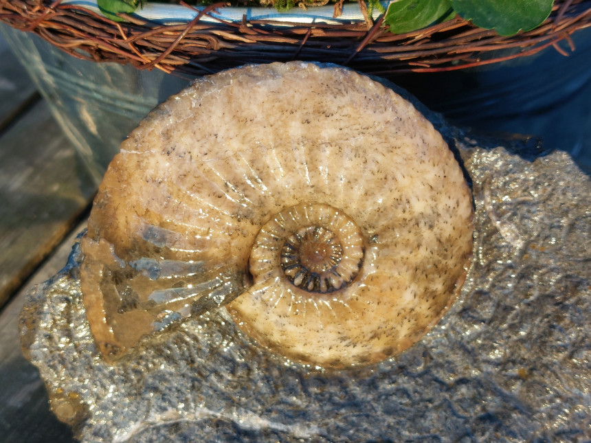 Amaltheus margaritatus
