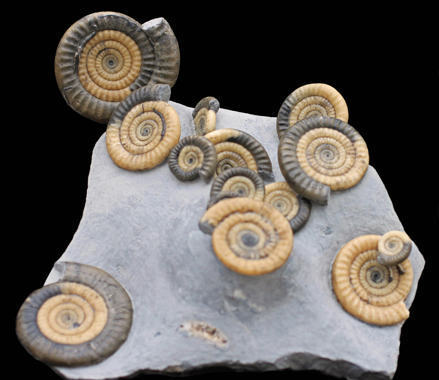 Vermiceras scylla