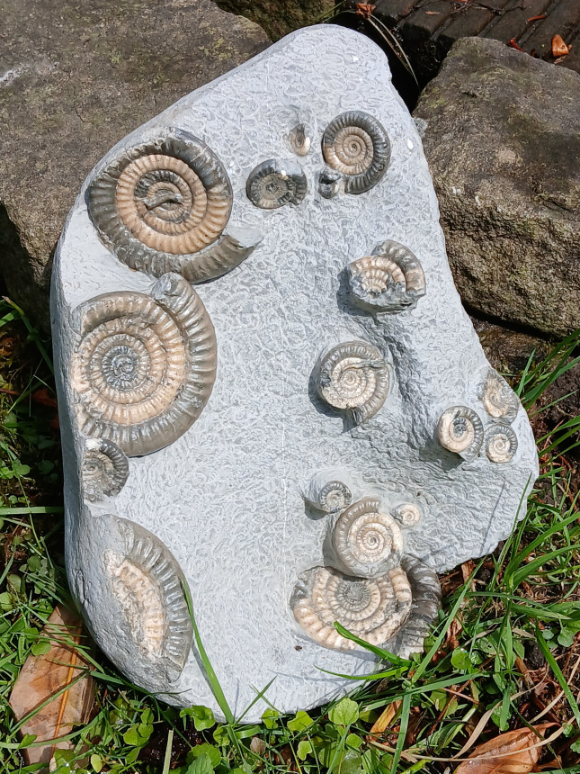 Vermiceras scylla