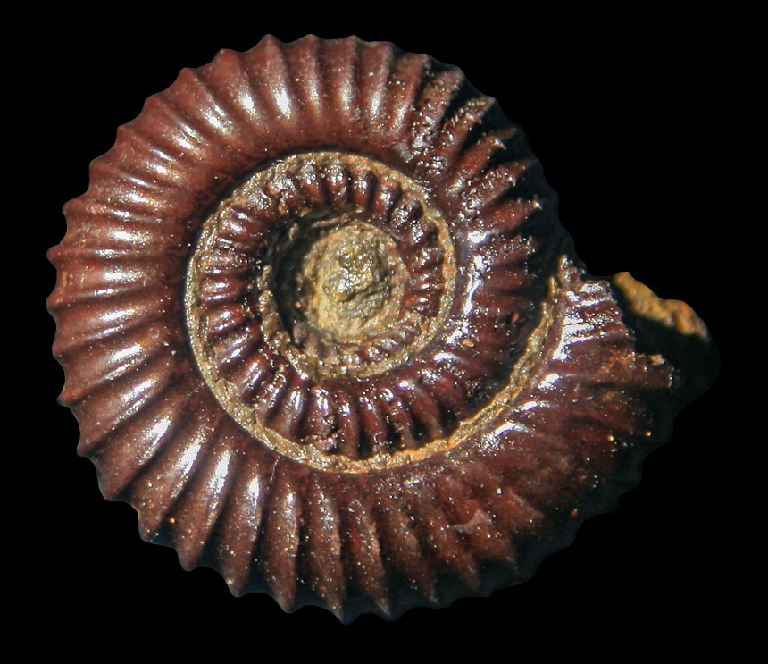 Reynesoceras sp.