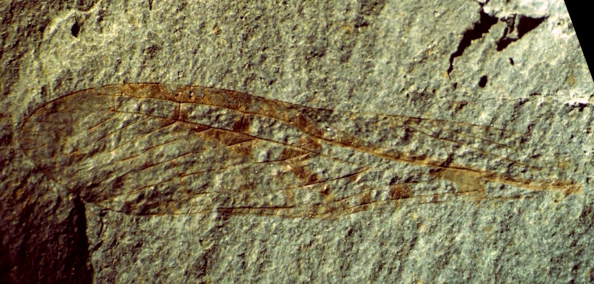 Elcana
