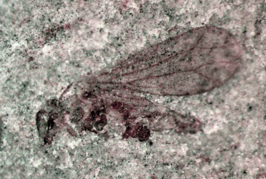 Undacypha