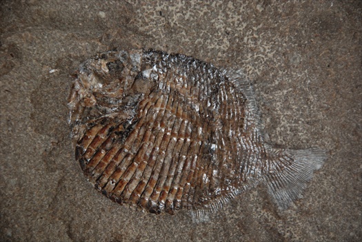 Tetragonolepis semicincta