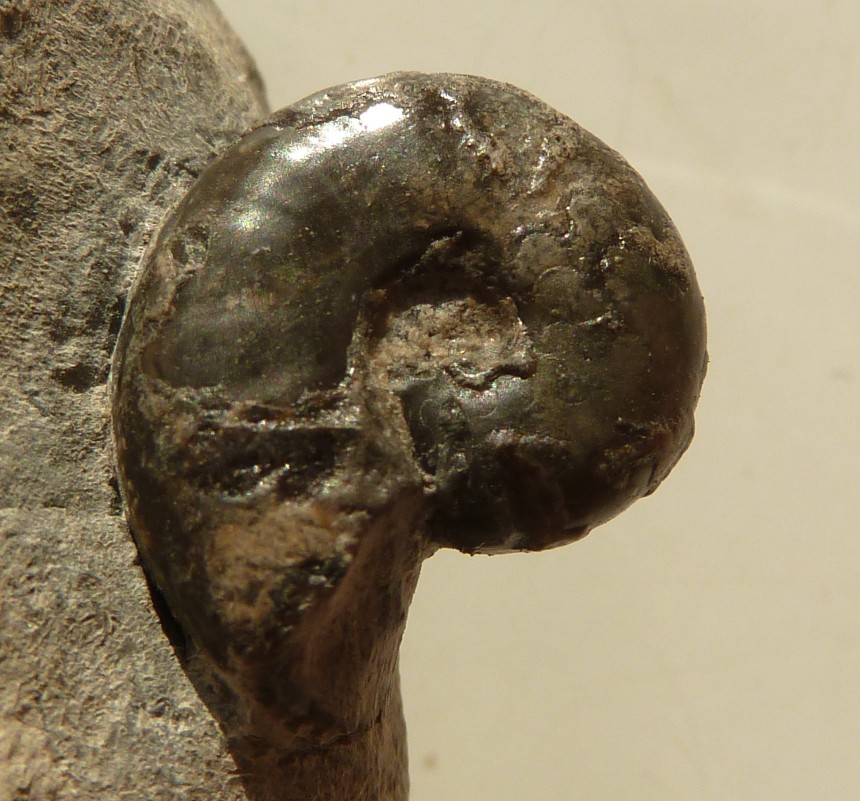 Metacymbites sp.