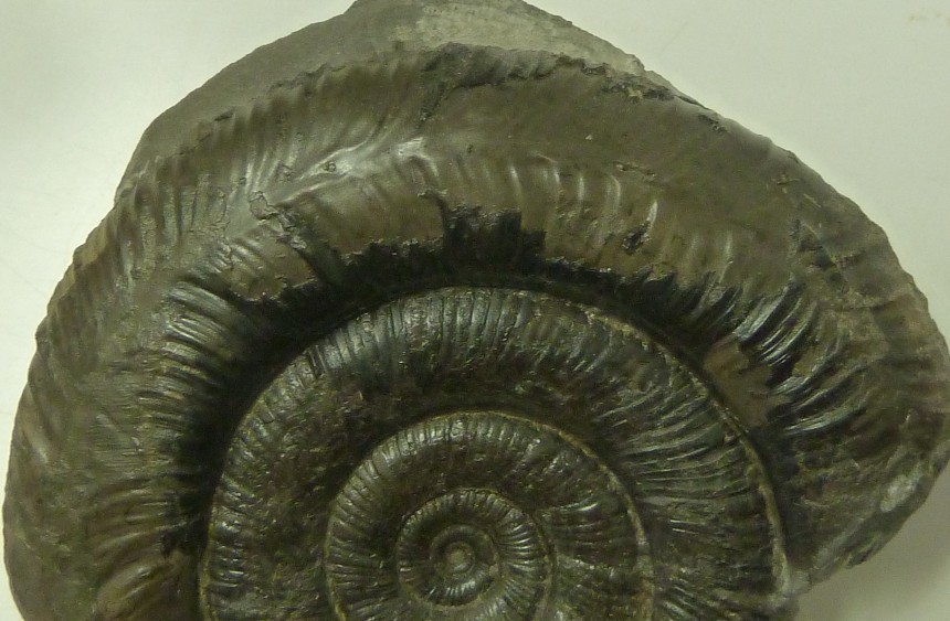 Prodactylioceras davoei