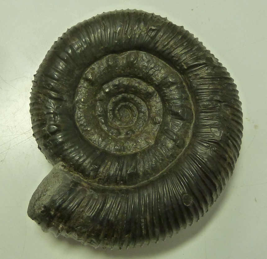 Prodactylioceras davoei nodosissimum osissinun