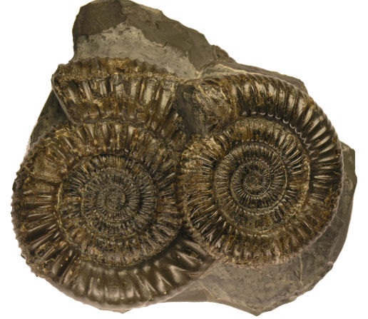 Dactylioceras crassiusculosum (SIMPSON)