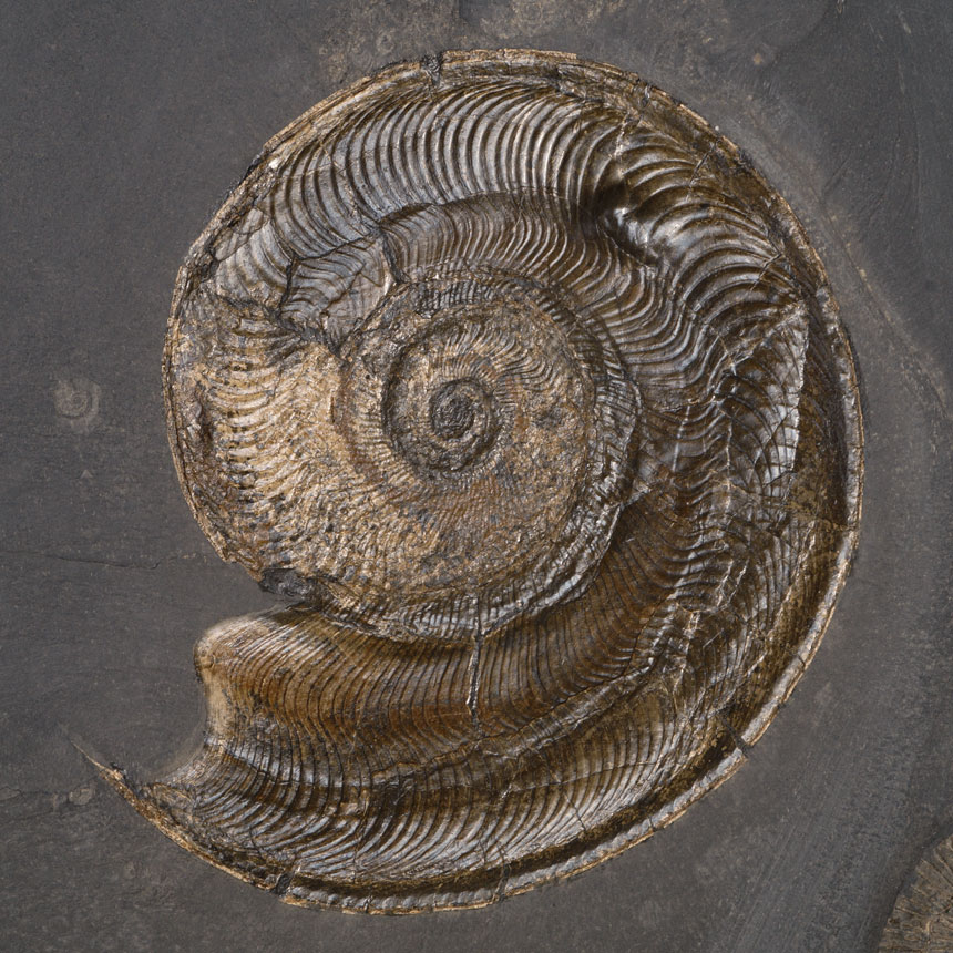 Harpoceras falciferum