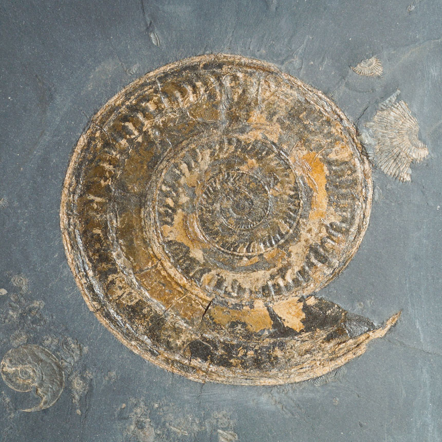Hildoceras sp.