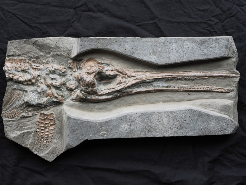 Stenopterygius triscissus
