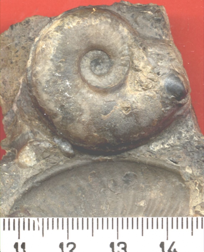 Tiltoniceras sp.