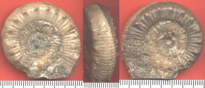 Peronoceras cf. vortex