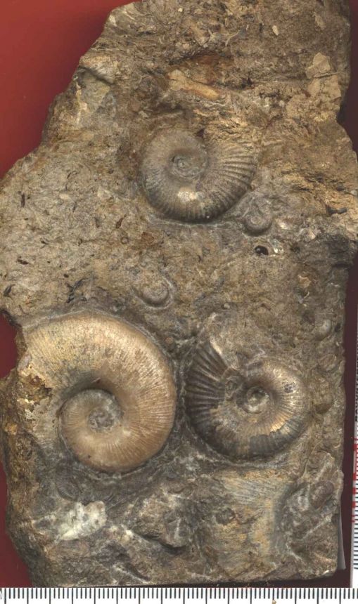 Lytoceras ceratophagum