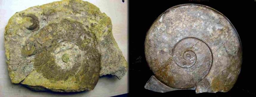Hildaites subserpentinum