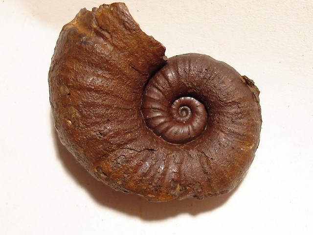 Lytoceras sublineatum