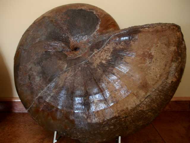 Phylloceras heterophyllum