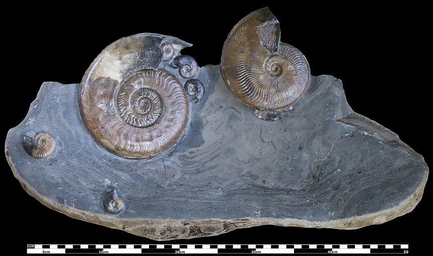 Harpoceras serpentinum und Cleviceras elegans