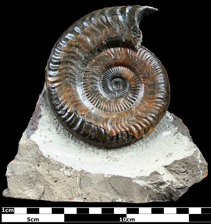 Hildaites murleyi (MOXON,1841)