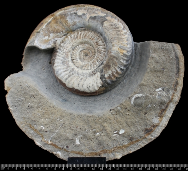 Hildaites cf. murleyi (Moxon 1841)