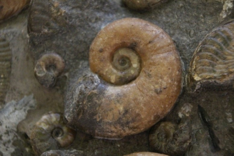 Lytoceras ceratophagum (Quenstedt)