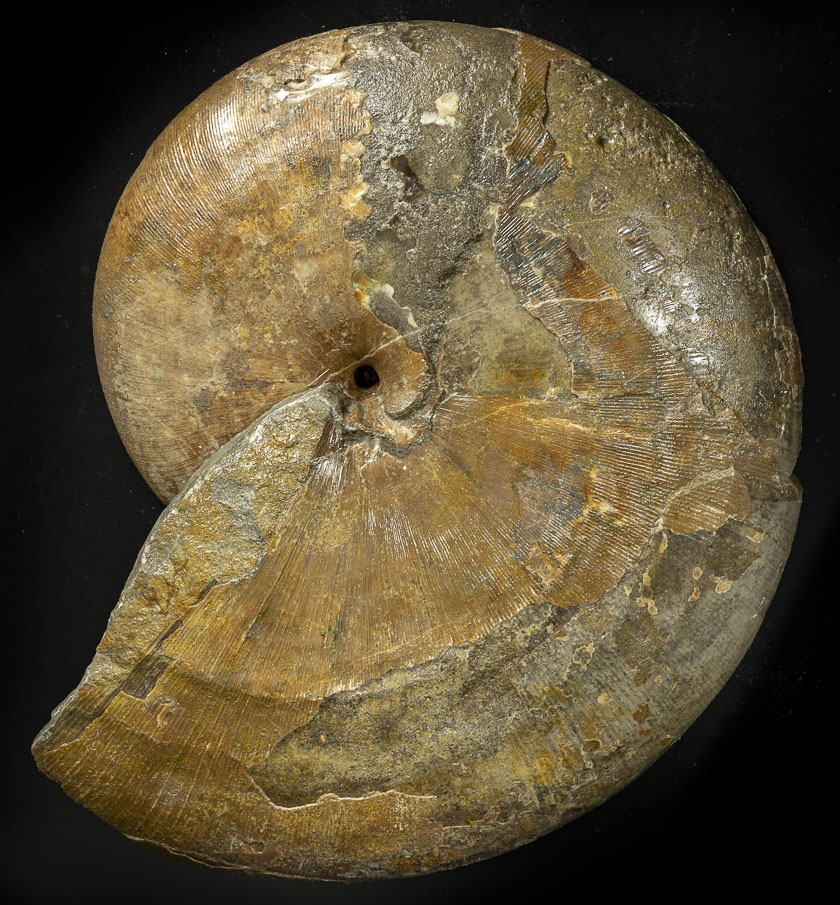Phylloceras heterophyllum (J. SOWERBY), 35 cm