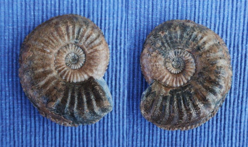 Pleuroceras sp.