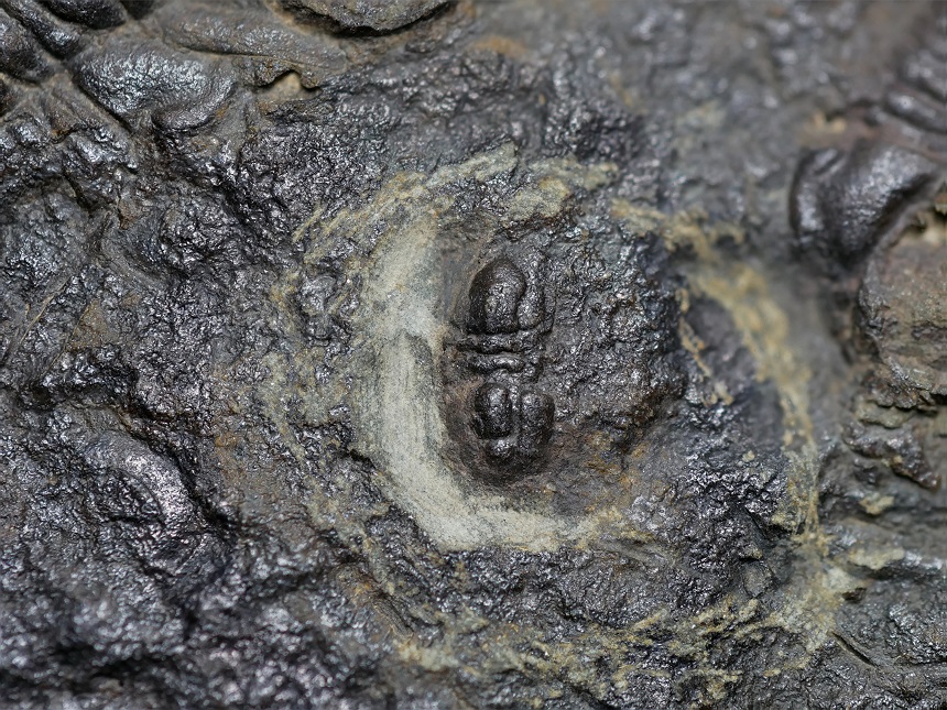 Peronopsis integra (Beyrich, 1845)