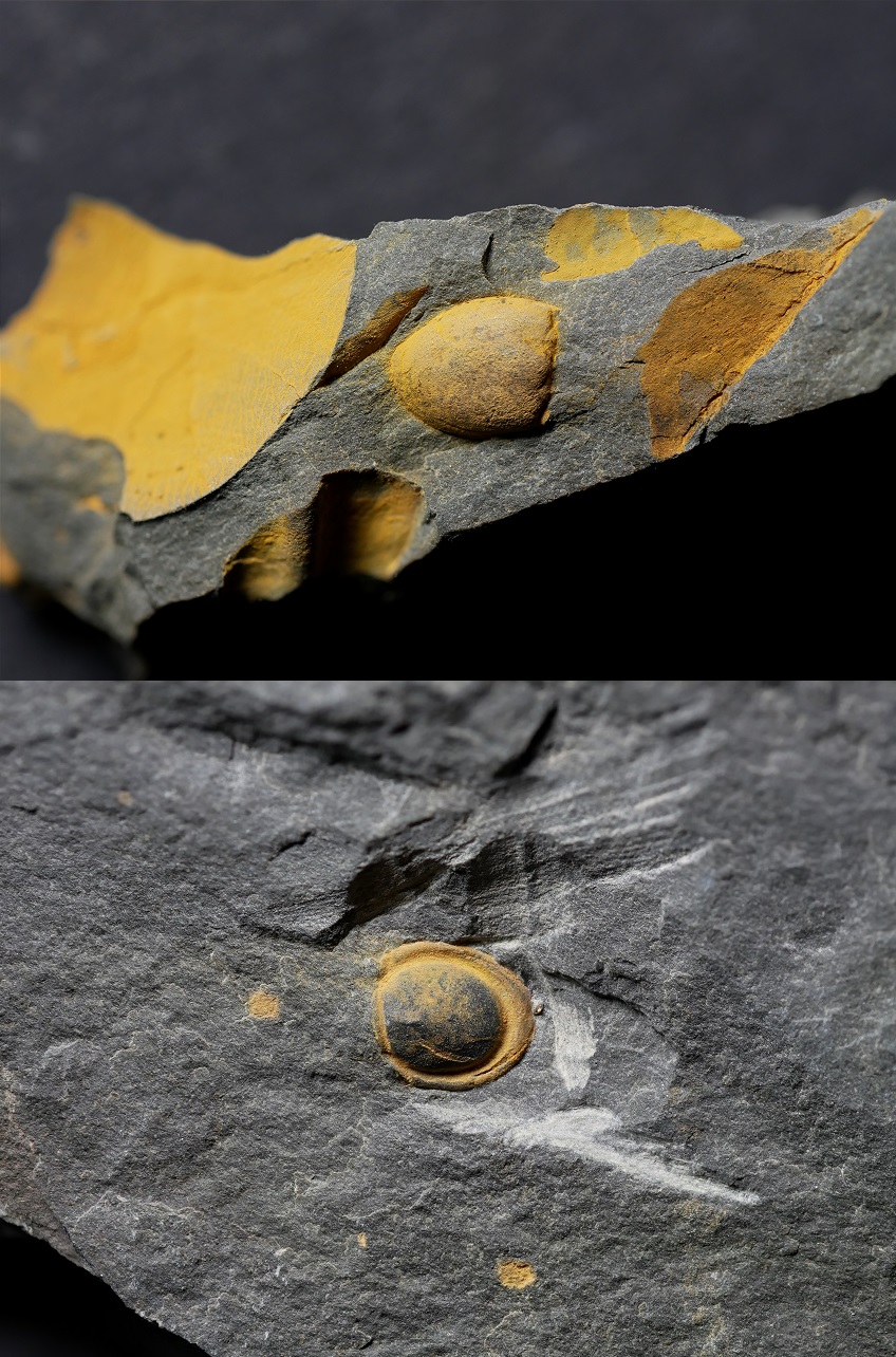 Phalagnostus nudus (Beyrich, 1845)