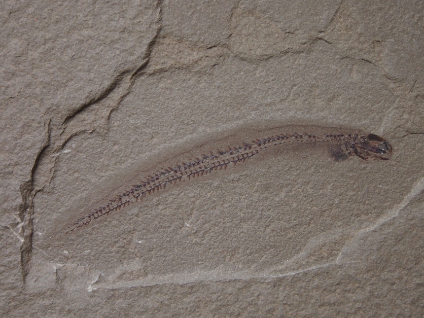 Apholidotos ossuosus Lund