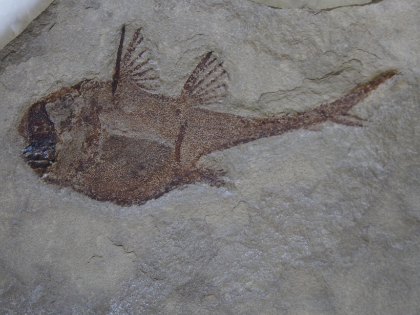 Echinochimaera meltoni Lund, 1977