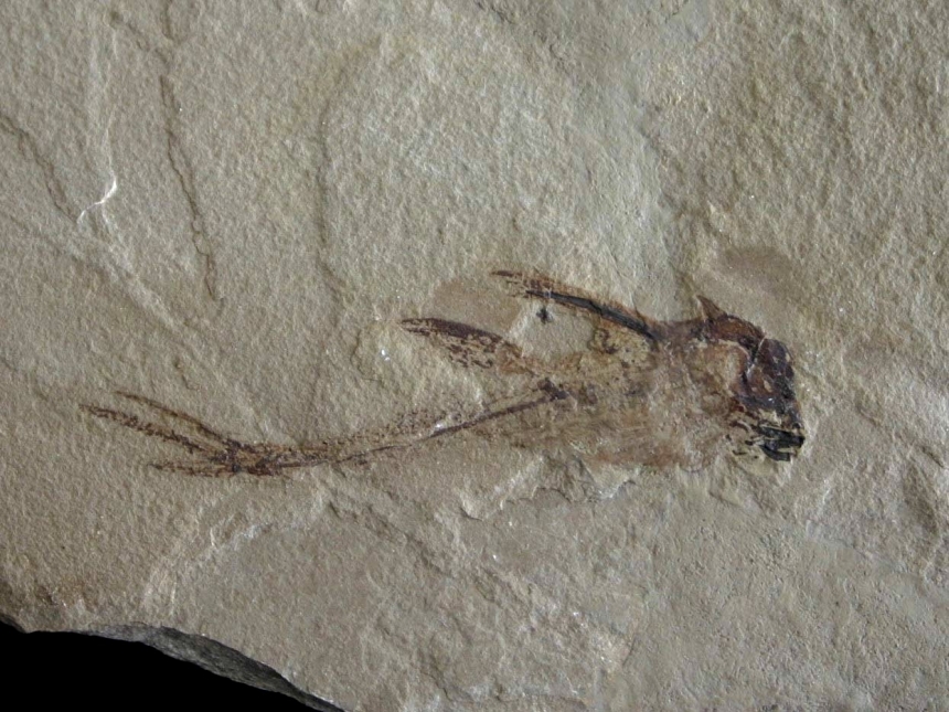 Echinochimaera snyderi Lund, 1988