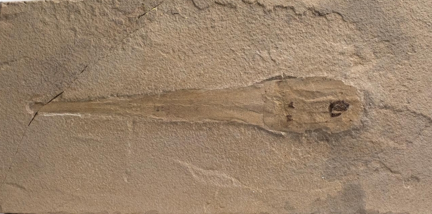 Gordoniconus beargulchensis Klug et al., 2019