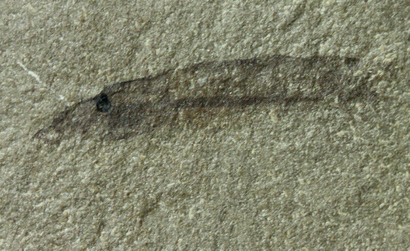 Hardistiella montanensis Janvier & Lund, 1983
