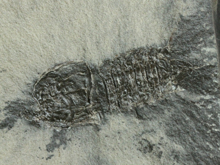 Perimecturus rapax Schram & Horner, 1978