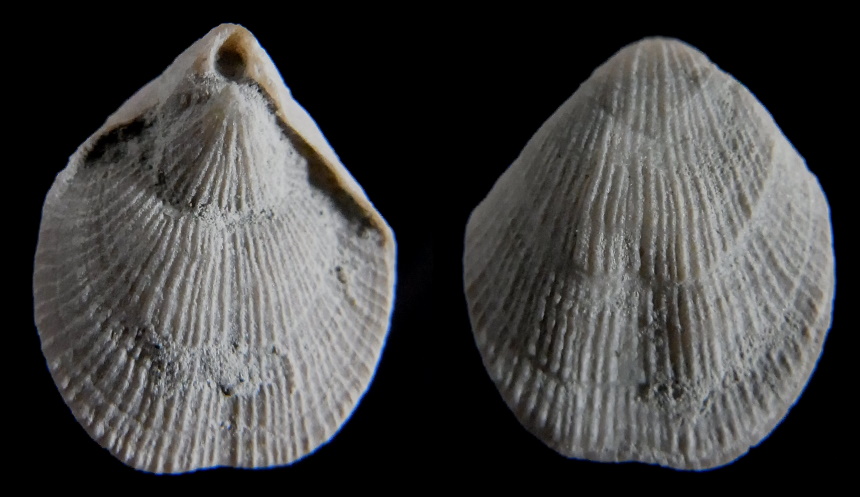 Brachiopode Terebratulina protostriatulata OWEN, 1988