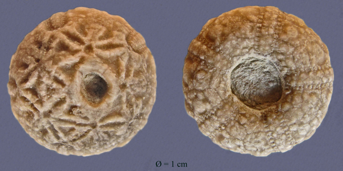 Hyposalenia umbrella