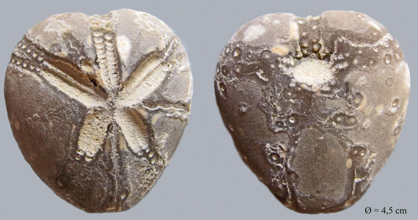 Micraster cortestudinarium
