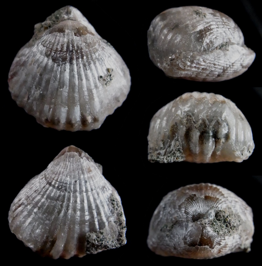 Brachiopode Cretirhynchia bohemica (SCHLOENBACH 1868)