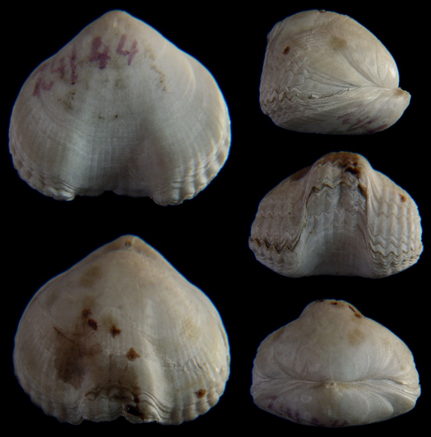 Brachiopode Cretirhynchia retracta (ROEMER 1841)