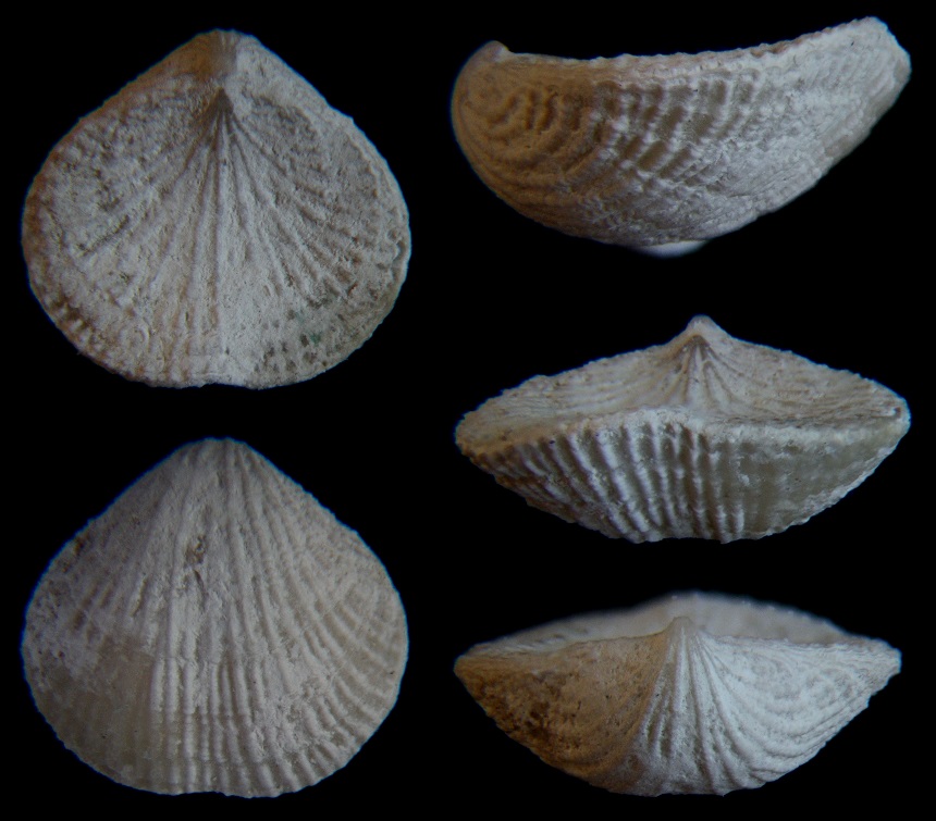 Brachiopode Gyrosoria gracilis (SCHLOTHEIM 1813)