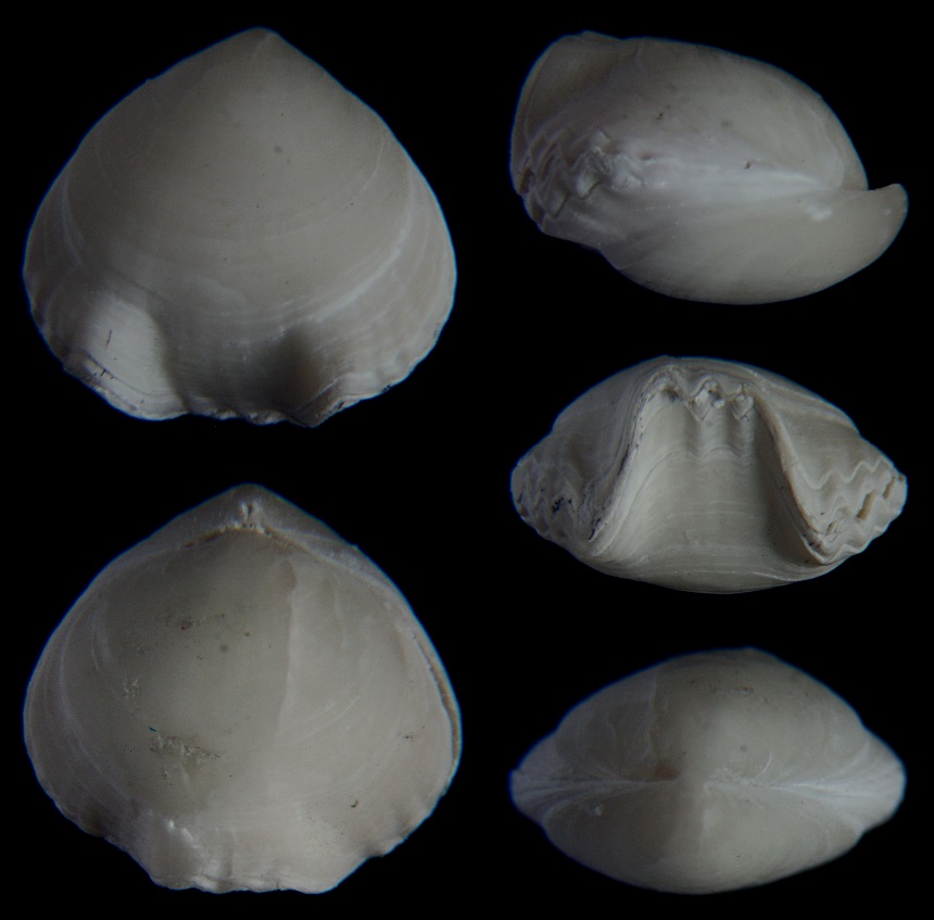 Brachiopode Homaletarhynchia limbata (SCHLOTHEIM 1813)