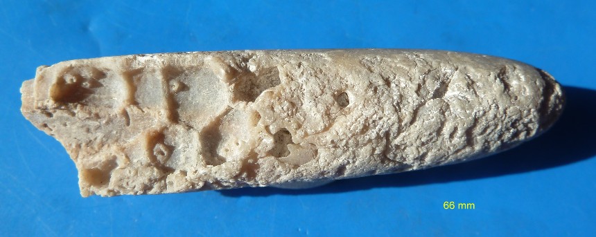 Entobia cretacea