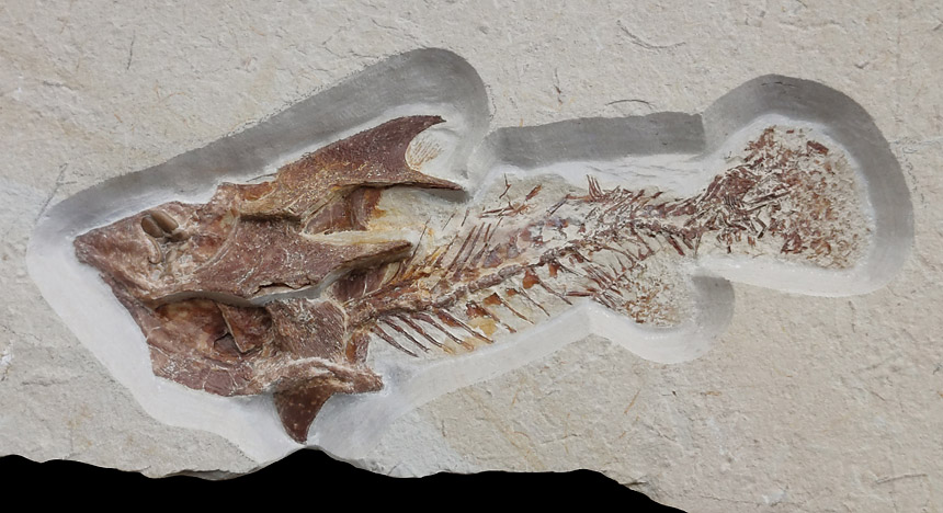 Coccodus sp.
