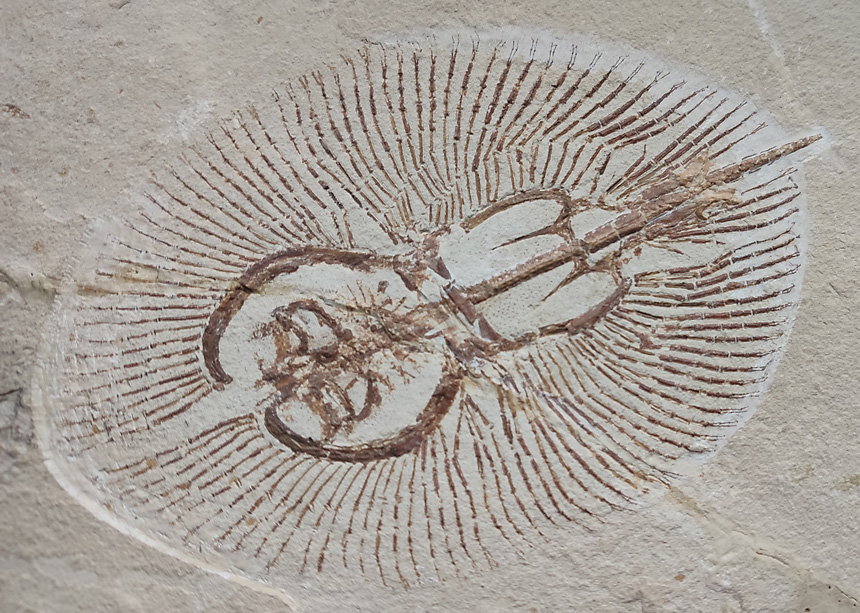 Cyclobatis oligodactylus