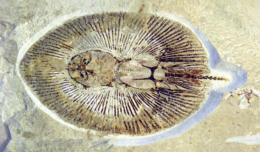 Cyclobatis oligodactylus EGERTON, 1844