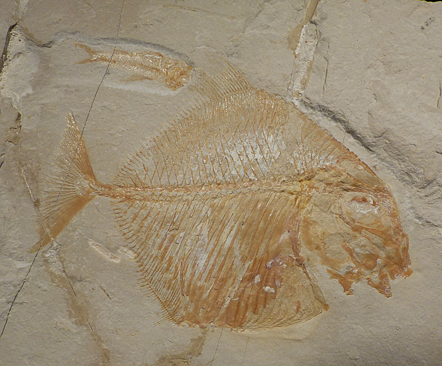 Palaeoballistum goedeli