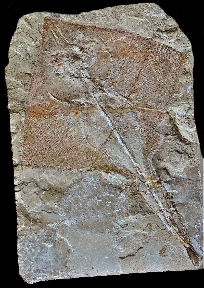 Rhombopterygia rajoides CAPETTA 1980