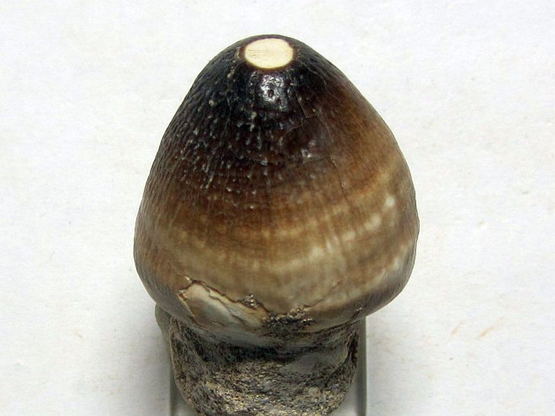 Igdamanosaurus aegyptiacus