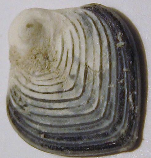 Neoflabellina sp.